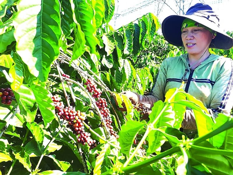 Exporting agricultural products through overseas Vietnamese: A promising way