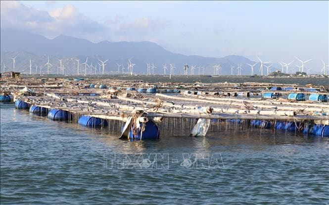Ninh Thuan builds sustainable marine economic development strategy