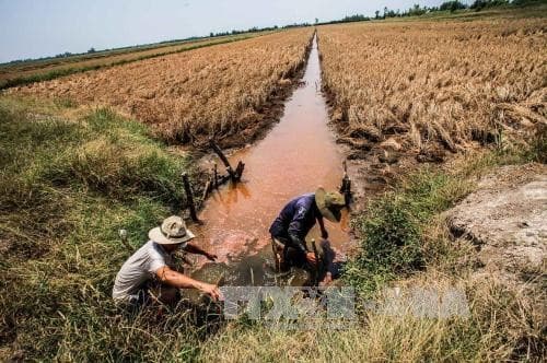 Saltwater intrusion damage successfully prevented this season: Mekong Delta