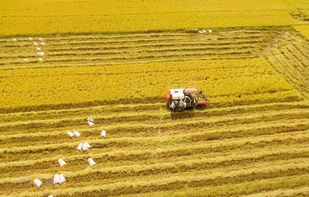 Mekong Delta needs to change mindset in agricultural development: PM