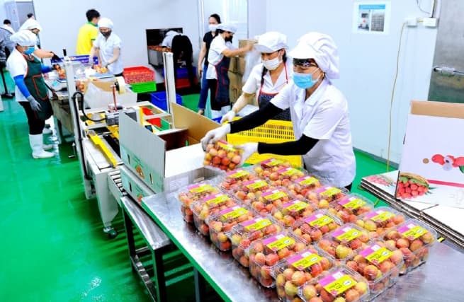 Ameii Vietnam JSC: Journey to Uplift Hai Duong Agricultural Products