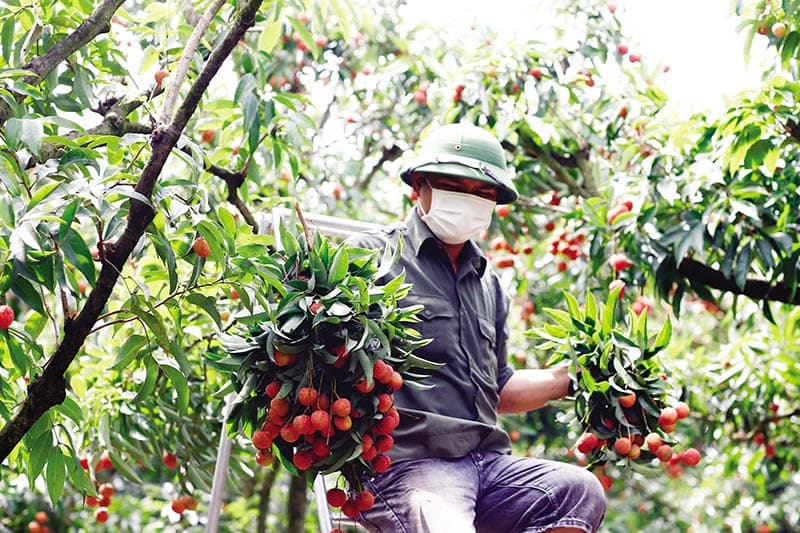 Insiders urge shift to export through official channels to China