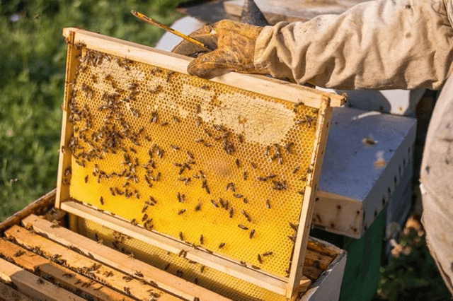 U.S. slashes anti-dumping duties on Viet Nam's honey by sevenfold