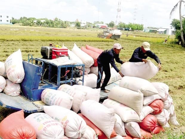 EVFTA boosts Vietnam's rice exports to EU