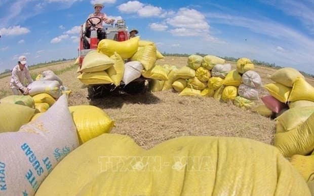 Room for ASEAN rice exports to grow: Viet Nam