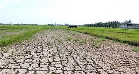 Mekong Delta Resilient Business Network officially debuts