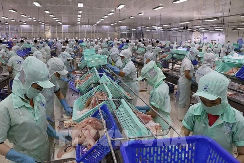 Pangasius export prices are high, but businesses are worried about the lack of raw materials