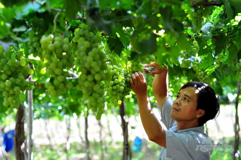 Ninh Thuan looks forward to sustainable agricultural-rural development