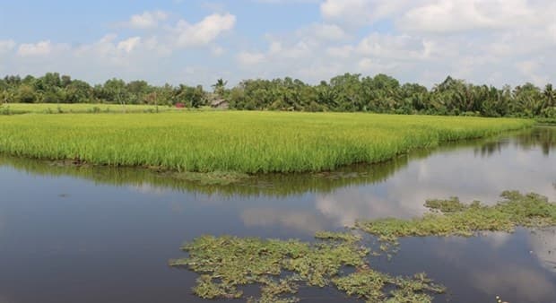 Bac Lieu expands growing rice to organic standards
