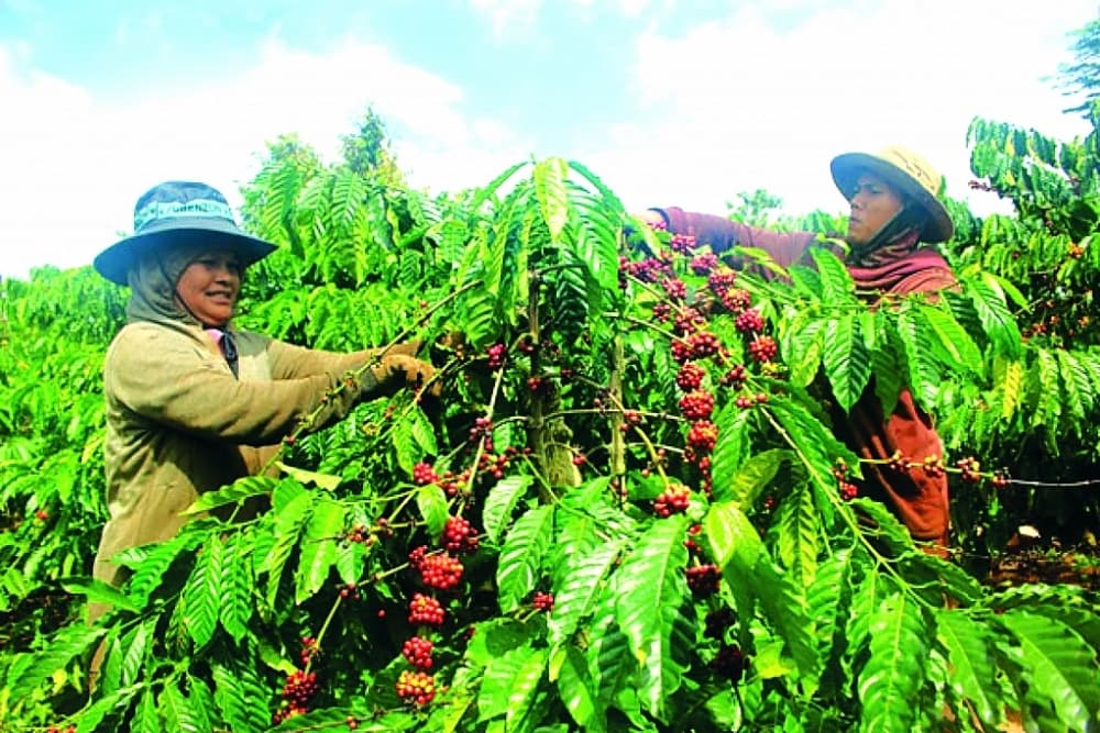 Vietnamese coffee has many export opportunities when China increases demand