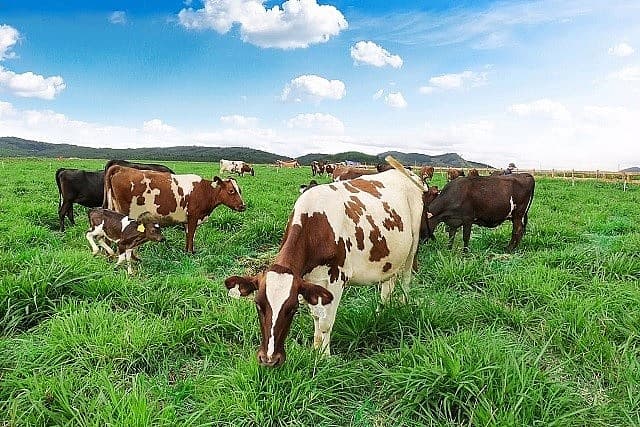 Prioritising animal welfare within sustainable agriculture