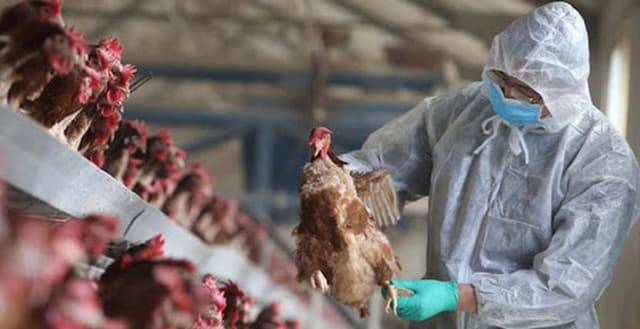 Gov’t asks for prompt actions to prevent avian influenza outbreaks
