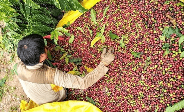 Much room for Vietnam’s coffee export to Japan: newspaper