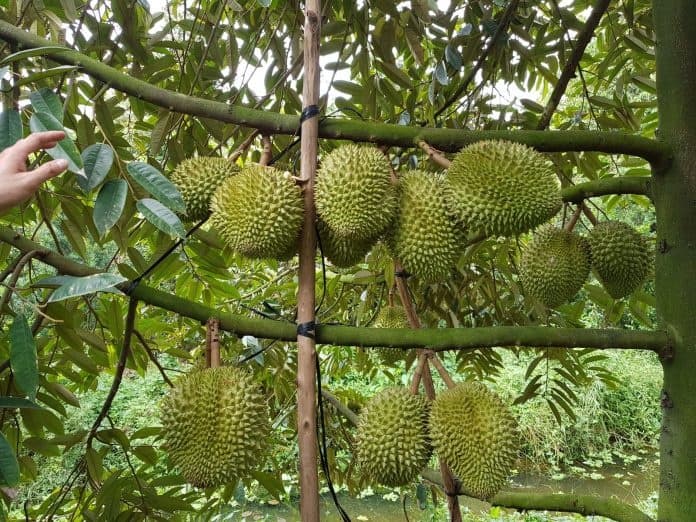 Vietnam expects to export durian to China via official channels this year