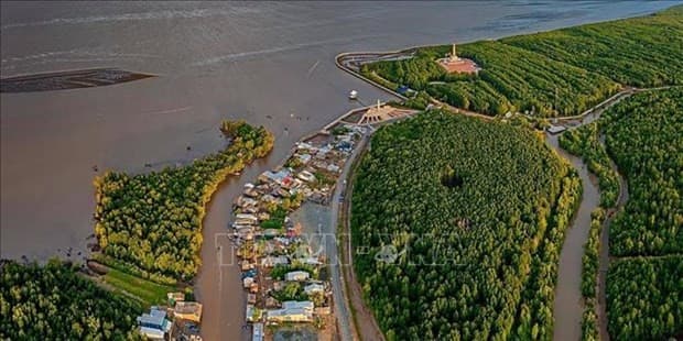 Workshop to touch upon mangrove afforestation in Mekong Delta