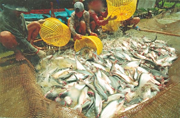 Opening Market Leverages Pangasius Exports