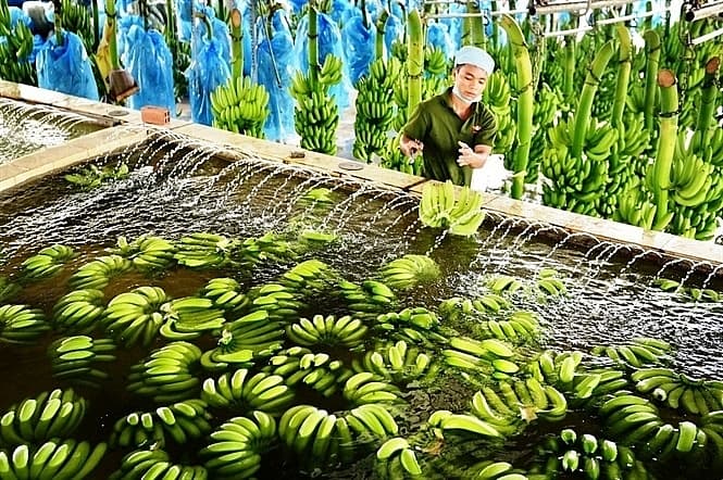 Fruit and vegetable exports to China continue to face difficulties
