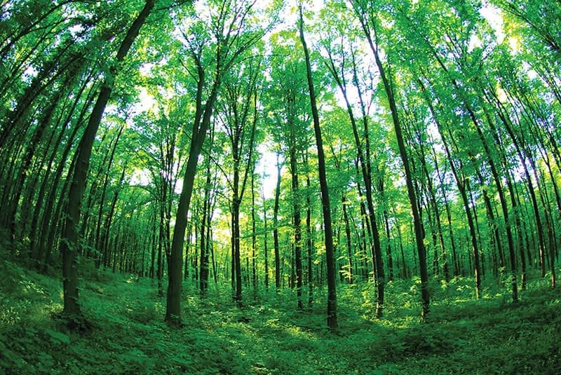 Competition tightens up for Vietnamese timber sector