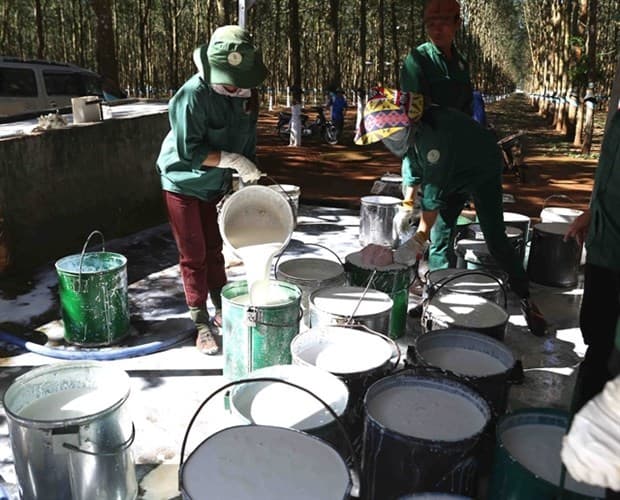 Now is the time for sustainable Vietnamese certified natural rubber: experts