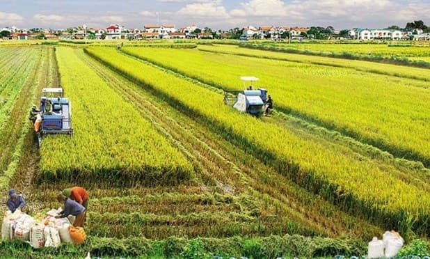 Agricultural sector ensures food security, exports