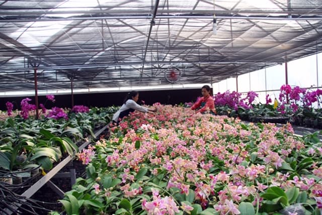 Hanoi’s farm economy yields high economic value