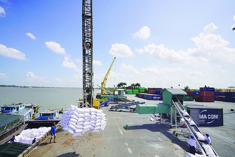 Rice production shifts positively following market signs