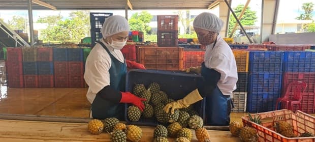 Vietnam targets 5.5 bln USD in agro, forestry, fishery export value to EU