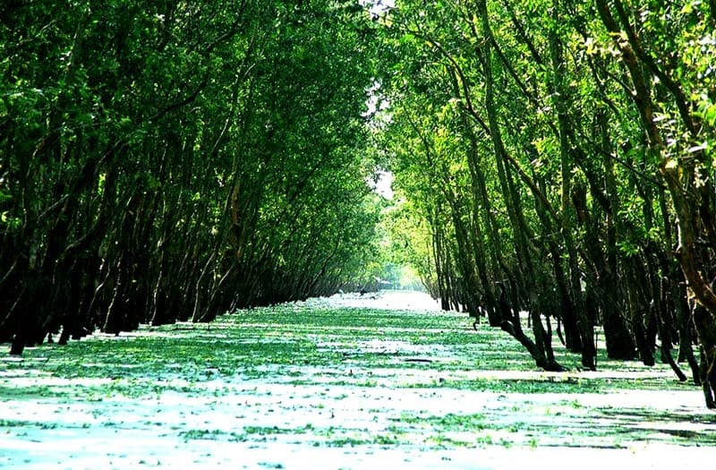 A 3.55 billion USD project to sustainably develop forestry sector approved