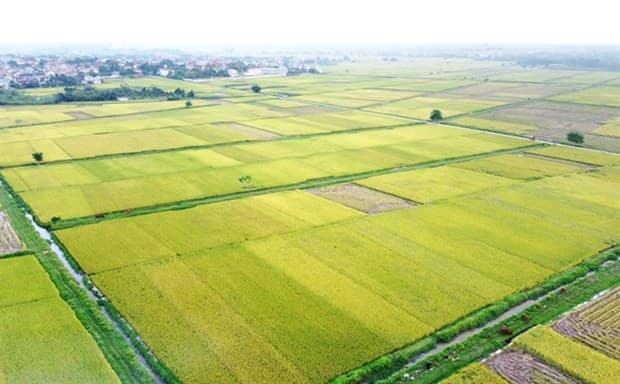 Room remains for Vietnamese rice exports to UK