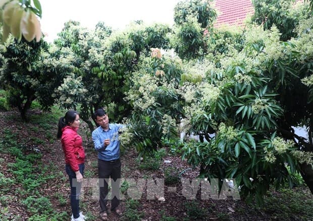 Bac Giang targets developing key agricultural products