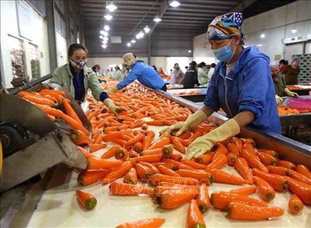 Vietnam aims to be one of top ten global farm produce processors
