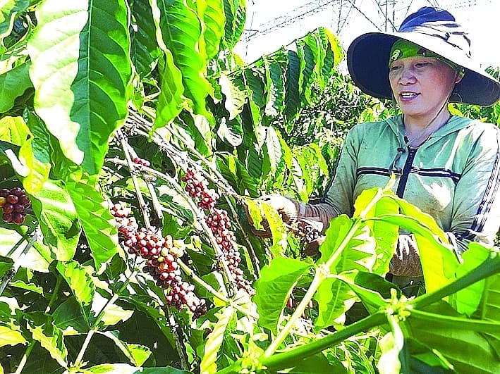 Vietnamese goods entering Algeria: Far from achieving potential