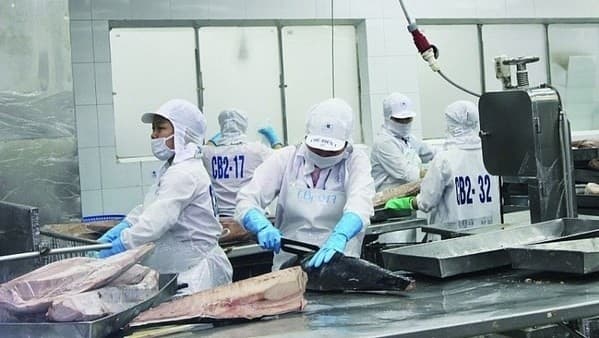 Tuna Exports Predicted to Surge amid High Inflation