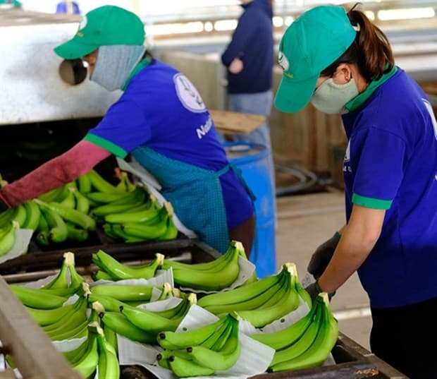 Vietnam, China negotiate phytosanitary requirements for fruit exports
