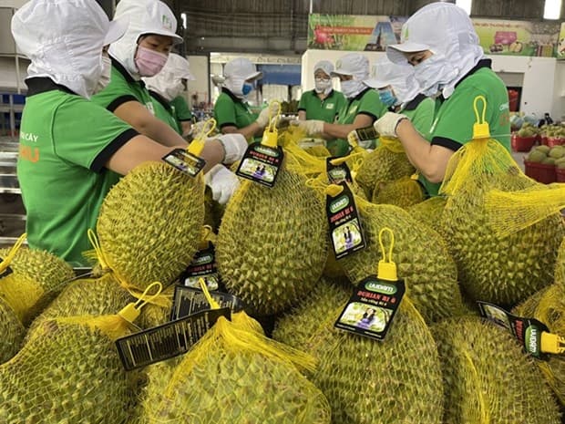 Long way to go for Vietnamese durians
