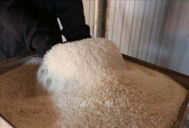 Rice exports up but prices down in seven months