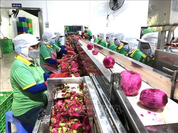 Workshop helps fresh fruit exporters learn about China’s new regulations