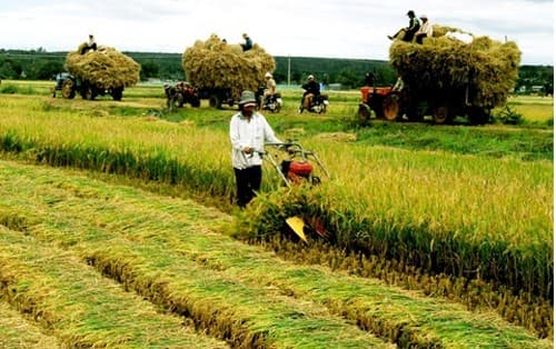 Agricultural restructuring policy contributes to rise in Vietnam’s rice prices: report