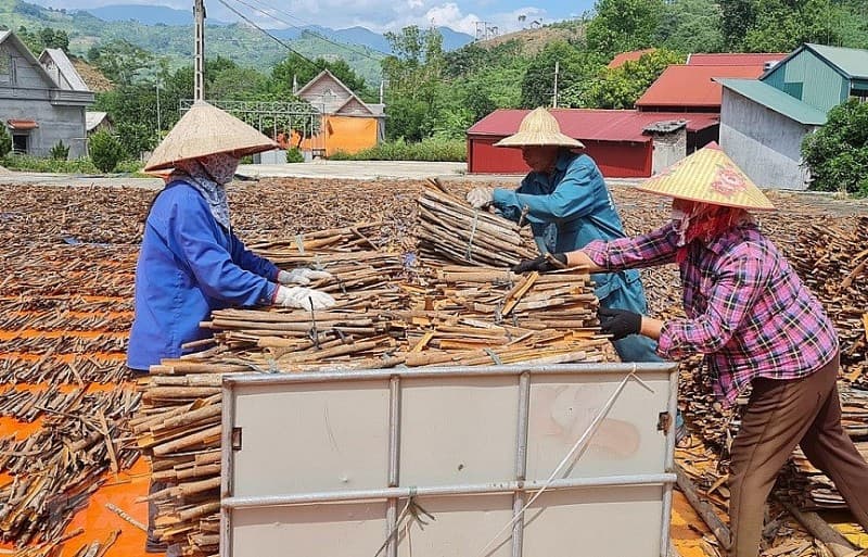 In search for cinnamon plantation sustainability in Lao Cai province