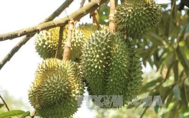 Chinese customs highly value Vietnamese durian growing areas