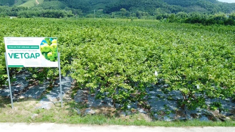 Quang Ninh: 11 growing areas confirmed eligibility for export