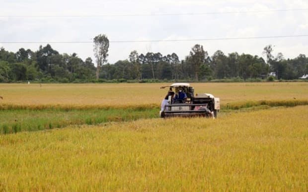 Southern region to prioritise high-quality rice varieties in winter-spring crop