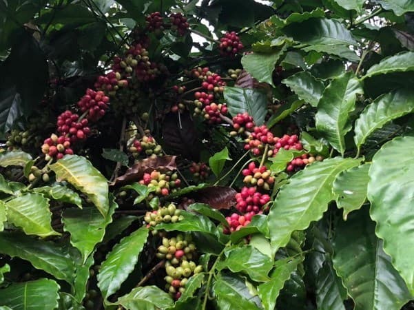 Ample room for Vietnamese coffee exports to Spain