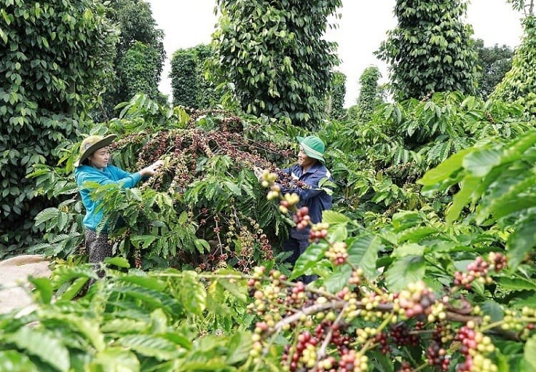 Ample room for Vietnamese coffee exports to Spain