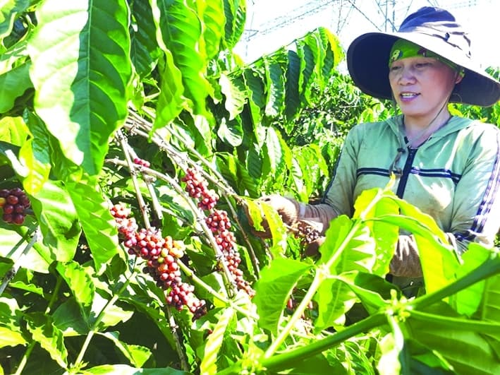 Exports increase sharply, Vietnamese coffee has many opportunities in France and Canada