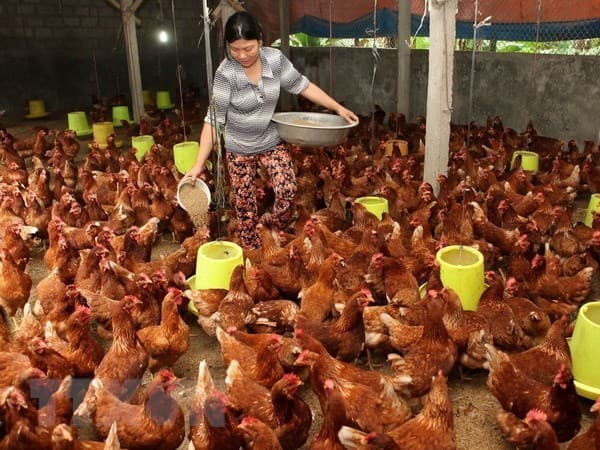 Top 10 reputable feed companies announced