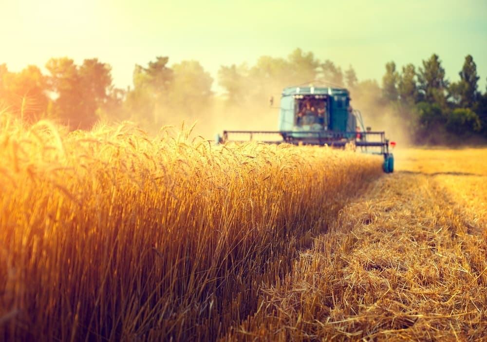 Increasing demand for rice points to favourable year