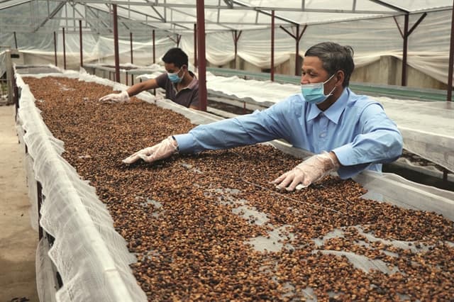 Việt Nam's coffee exports exceed the plan