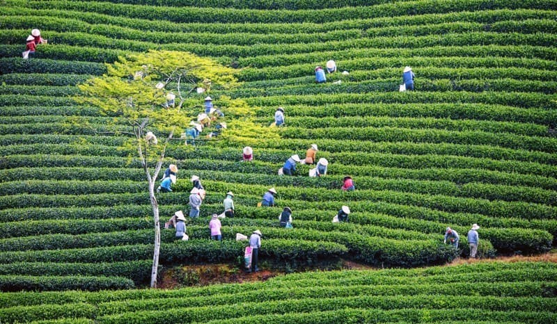 Action plan to innovate and improve efficiency of collective economy in new period