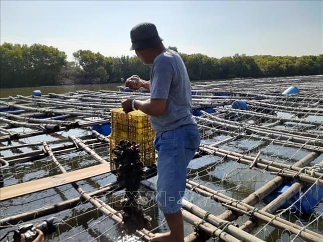 Vietnam, Japan boost cooperation in oyster production chains